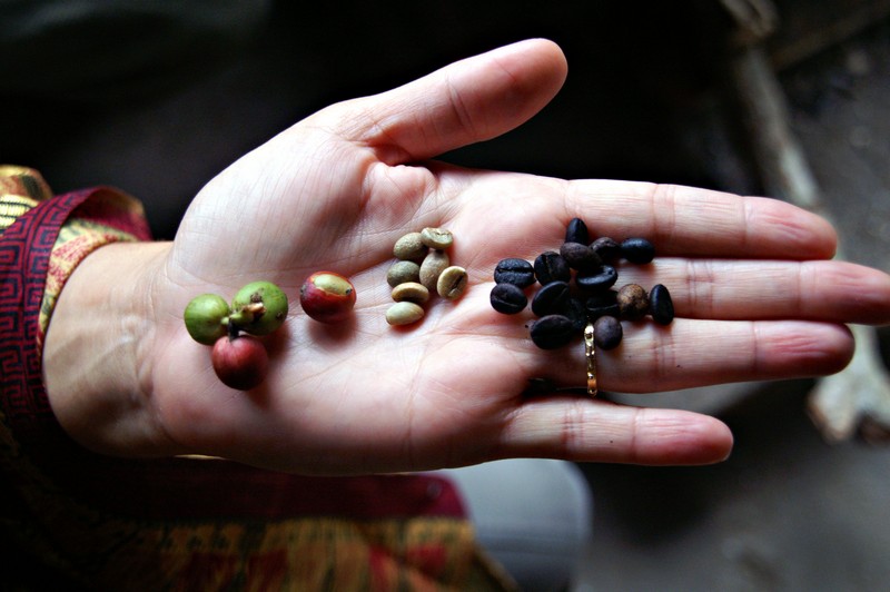 the life of a coffee bean from plant to cup